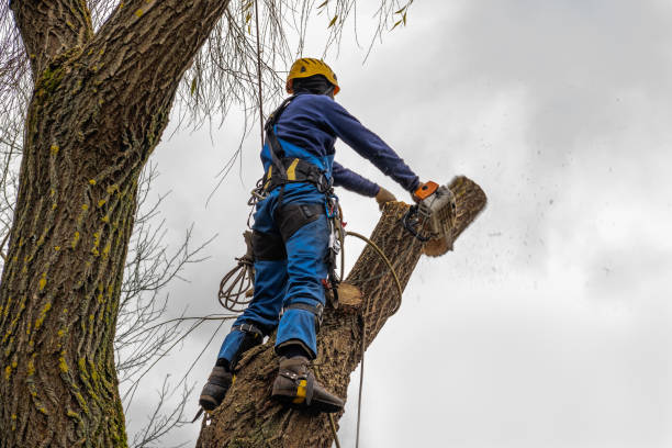 Best Local Tree Services  in Lake Shore, UT